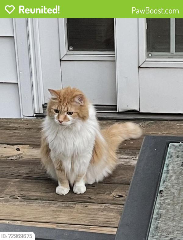 Reunited Male Cat last seen Newgate Rd and Canterbury Ave 49006, Kalamazoo, MI 49006