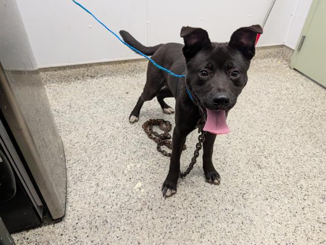 Shelter Stray Male Dog last seen Near BLOCK MONTROSE DETROIT, MI 48227, 7401 Chrysler Dr, Detroit, MI 48211, USA