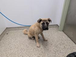 Shelter Stray Male Dog last seen Near BLOCK MONTROSE DETROIT, MI 48227, 7401 Chrysler Dr, Detroit, MI 48211, USA