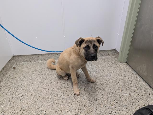 Shelter Stray Male Dog last seen Near BLOCK MONTROSE DETROIT, MI 48227, 7401 Chrysler Dr, Detroit, MI 48211, USA