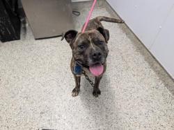 Shelter Stray Male Dog last seen Near BLOCK MONTROSE DETROIT, MI 48227, 7401 Chrysler Dr, Detroit, MI 48211, USA