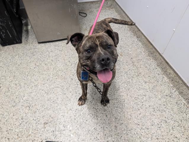 Shelter Stray Male Dog last seen Near BLOCK MONTROSE DETROIT, MI 48227, 7401 Chrysler Dr, Detroit, MI 48211, USA