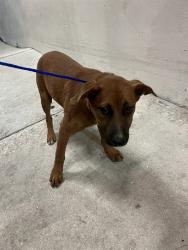 Shelter Stray Female Dog last seen NW 6TH AVE & NW 13TH ST, 3599 NW 79th Ave, Doral, FL 33122, USA