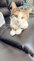 Reunited Female Cat last seen Evergrene Community or possibly Publix at Frenchman’s Creek, Palm Beach Gardens, FL 33410