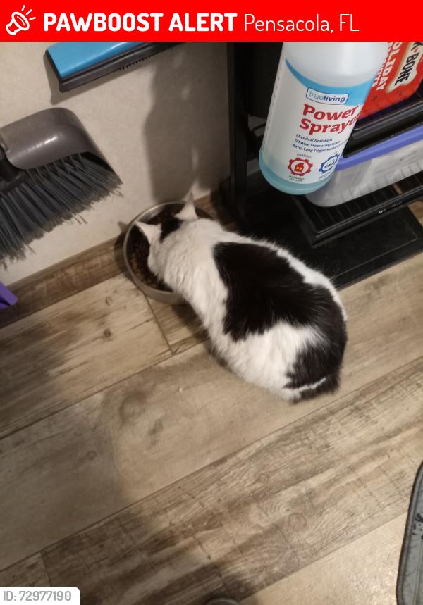 Lost Male Cat last seen Michigan Ave  dollar general market, Pensacola, FL 32505