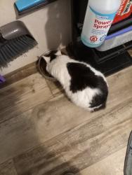 Lost Male Cat last seen Michigan Ave  dollar general market, Pensacola, FL 32505