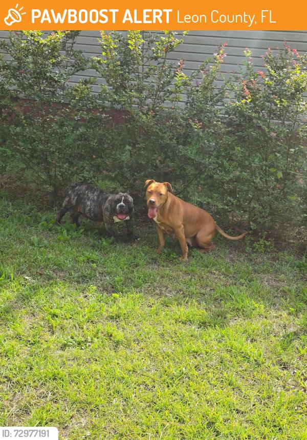 Found/Stray Female Dog last seen Blackjack and Glover Road , Leon County, FL 32305