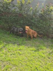 Found/Stray Female Dog last seen Blackjack and Glover Road , Leon County, FL 32305