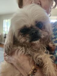 Found/Stray Female Dog last seen Edgewood Dr, Hendersonville, TN 37075