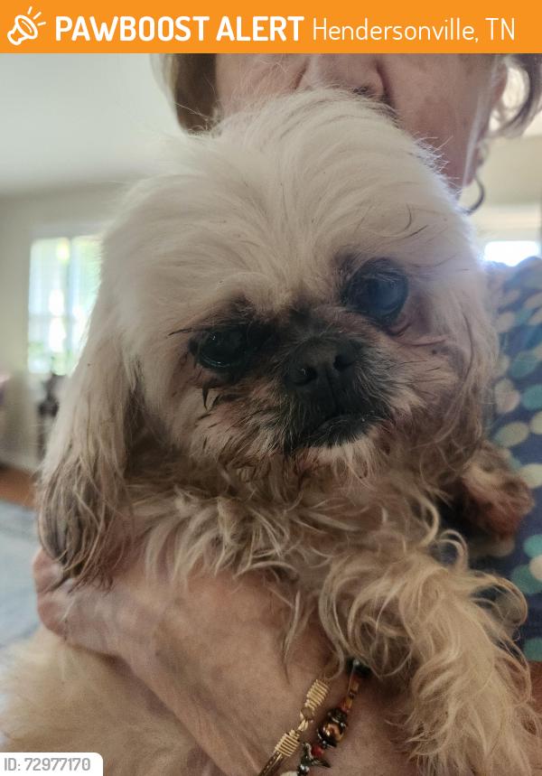 Found/Stray Female Dog last seen Edgewood Dr, Hendersonville, TN 37075