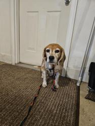 Reunited Female Dog last seen Route 917 Eighty Four, Washington County, PA 15314