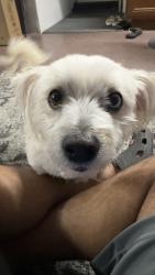 Reunited Male Dog last seen Evora Rd near USI Public Rifle Pistol Range, Bay Point, CA 94565