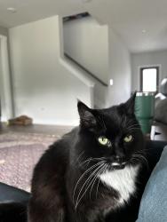 Lost Female Cat last seen Garmin Havenbrook and Mikkola Downs neighborhoods, Kernersville, NC 27284