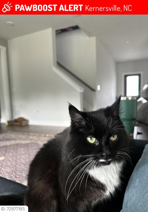 Lost Female Cat last seen Garmin Havenbrook and Mikkola Downs neighborhoods, Kernersville, NC 27284