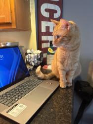 Reunited Male Cat last seen Mannheim amd Belmont , Franklin Park, IL 60131