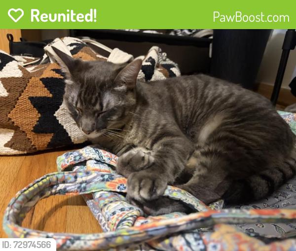 Reunited Male Cat last seen Darlington Park, Tulsa, OK 74114