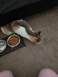 Reunited Female Cat last seen University Ave W.  and Syndicate Ave, Saint Paul, MN 55104
