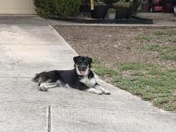 Found/Stray Unknown Dog last seen In my neighborhood, San Antonio, TX 78245