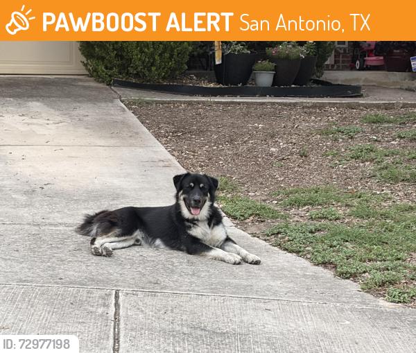 Found/Stray Unknown Dog last seen In my neighborhood, San Antonio, TX 78245