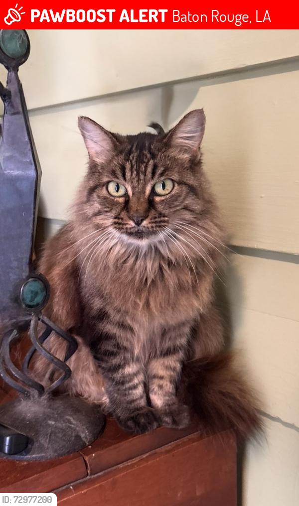 Lost Female Cat last seen Highland rd and starring lane , Baton Rouge, LA 70810