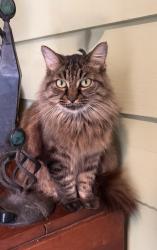 Lost Female Cat last seen Highland rd and starring lane , Baton Rouge, LA 70810