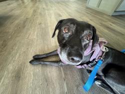 Found/Stray Female Dog last seen CVS pharmacy , Pasco County, FL 34668
