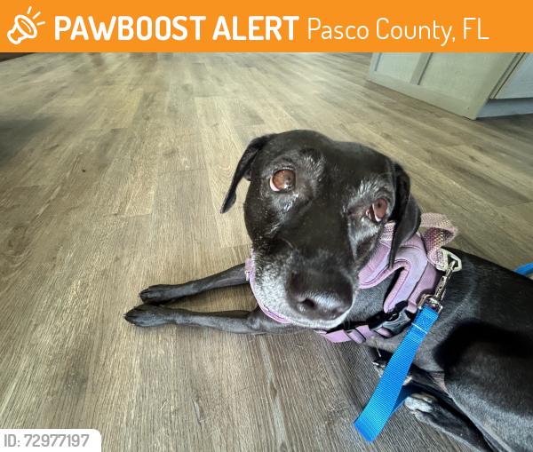Found/Stray Female Dog last seen CVS pharmacy , Pasco County, FL 34668