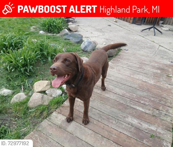 Lost Male Dog last seen Woodward and McLean , Highland Park, MI 48203