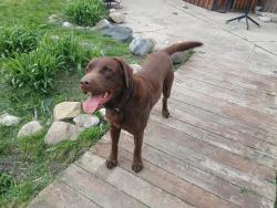 Lost Male Dog last seen Woodward and McLean , Highland Park, MI 48203