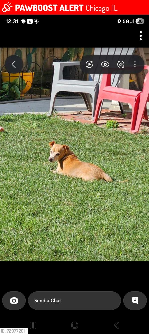 Lost Male Dog last seen Komensky, Chicago, IL 60629