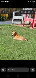 Lost Male Dog last seen Komensky, Chicago, IL 60629