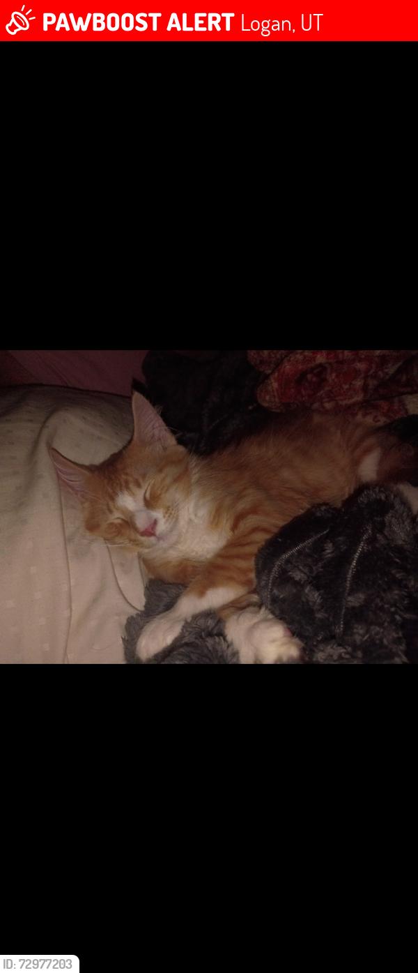 Lost Male Cat last seen Near W 500 N, Logan, UT 84321