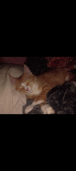 Lost Male Cat last seen Near W 500 N, Logan, UT 84321