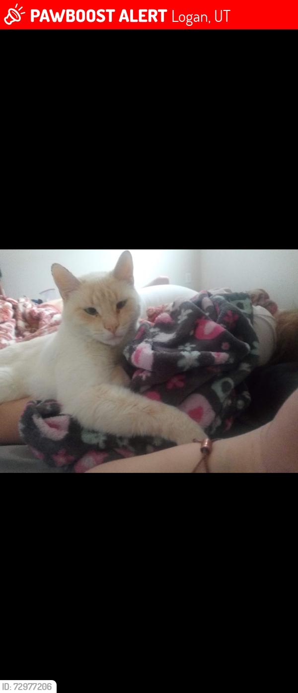 Lost Male Cat last seen Near W 500 N, Logan, UT 84321