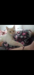 Lost Male Cat last seen Near W 500 N, Logan, UT 84321