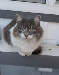 Lost Female Cat last seen Cornell to Vista way, Hemet, CA 92544