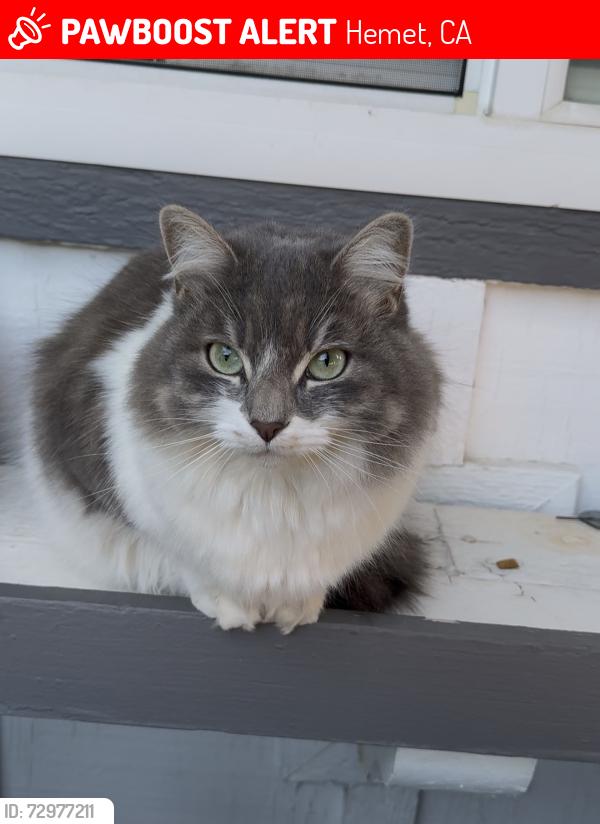 Lost Female Cat last seen Cornell to Vista way, Hemet, CA 92544