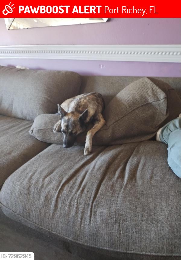Lost Female Dog last seen Regency and little , Port Richey, FL 34668