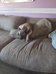 Lost Female Dog last seen Regency and little , Port Richey, FL 34668