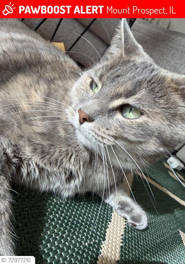 Lost Female Cat last seen By lake Avenue woods east- near picnic shelter, Mount Prospect, IL 60056