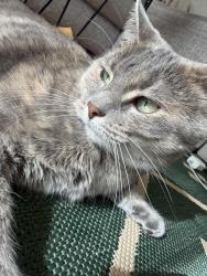 Lost Female Cat last seen By lake Avenue woods east- near picnic shelter, Mount Prospect, IL 60056