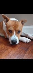 Lost Male Dog last seen Belgian , Fayetteville, NC 28306
