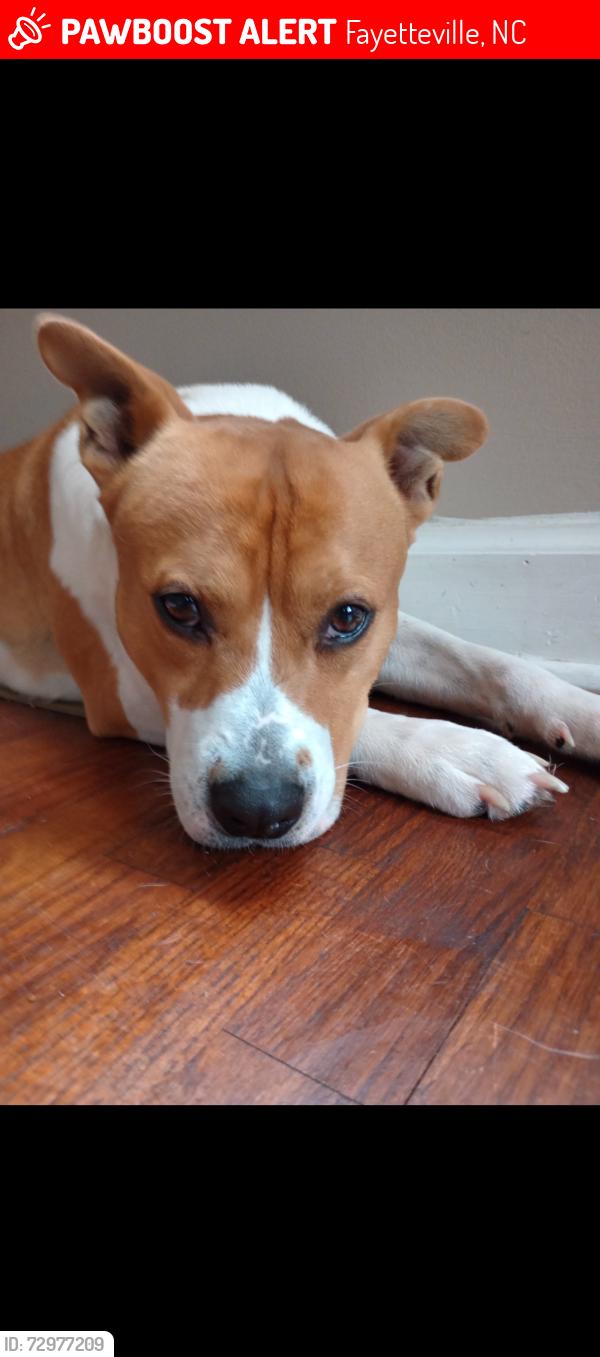 Lost Male Dog last seen Belgian , Fayetteville, NC 28306