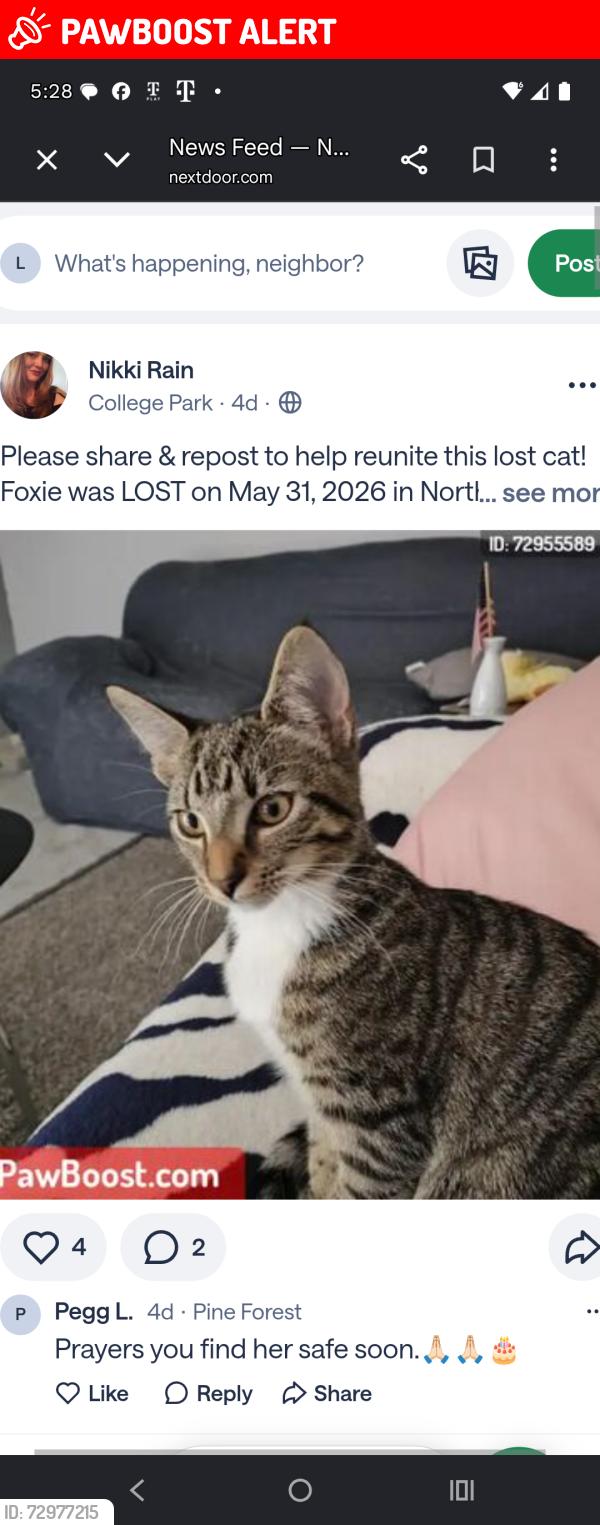 Lost Female Cat last seen North Bluff Apts , North Charleston, SC 29406