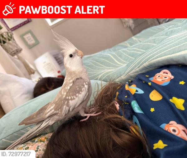 Lost Unknown Bird last seen Rose avenue Springfield lakes , Springfield Lakes, QLD 4300