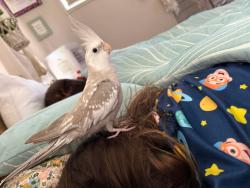 Lost Unknown Bird last seen Rose avenue Springfield lakes , Springfield Lakes, QLD 4300