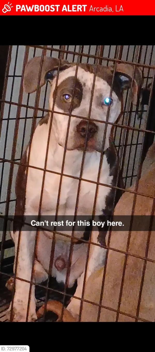 Lost Male Dog last seen Near chocolate factory rd, Arcadia, LA 71001