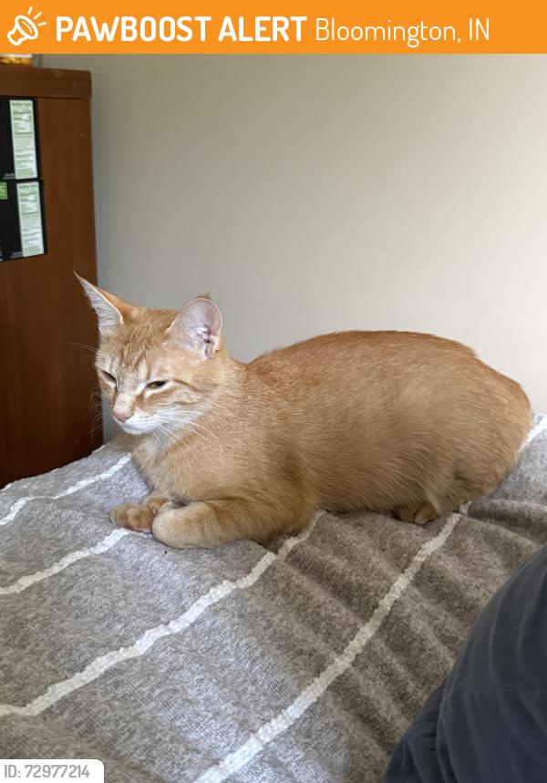 Found/Stray Unknown Cat last seen Gentry ests neighborhood, corner of Gentry and S Graywell, Bloomington, IN 47401