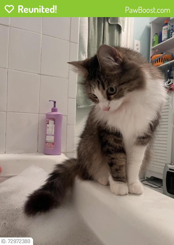 Reunited Female Cat last seen Sweetbriar and Randolph Macon, Alexandria, VA 22307