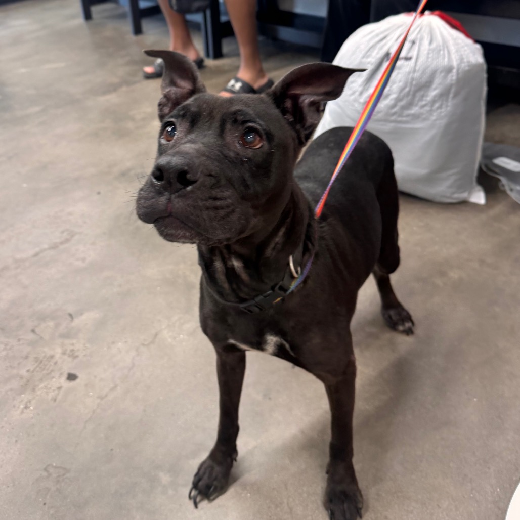 Shelter Stray Female Dog last seen , Tampa, FL 33607
